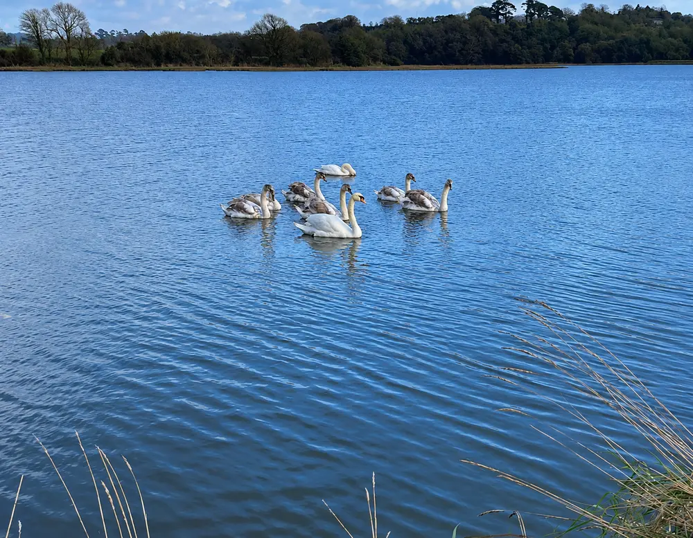Swans on the water