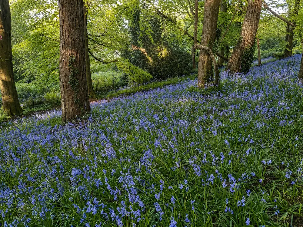 Wildflower meadow in bloom
