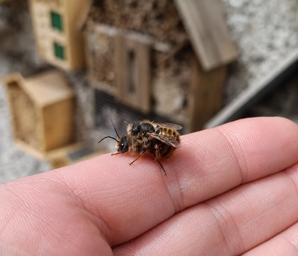 A wild-bee habitat stop