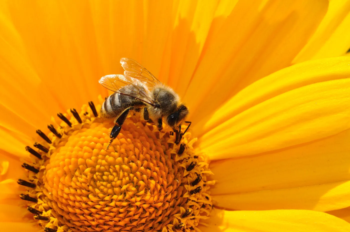 Wild Bee Festival 2026 comes to Waterford